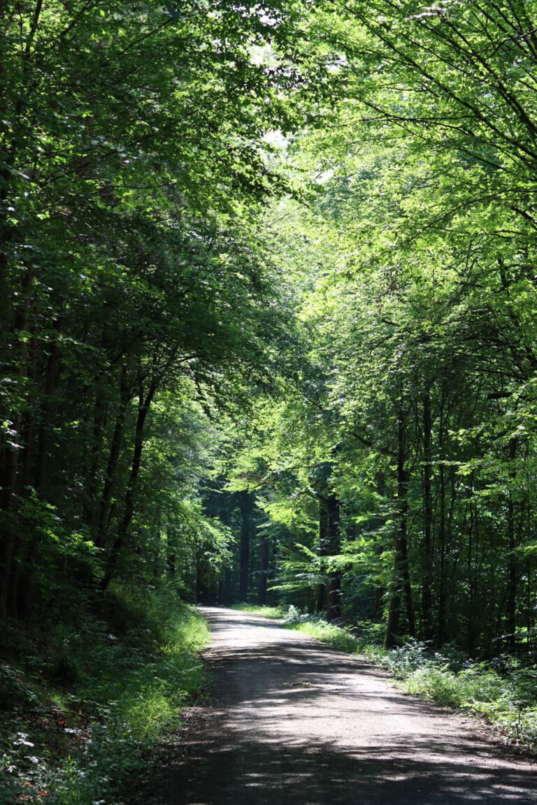 Naturwald in Erlenbach